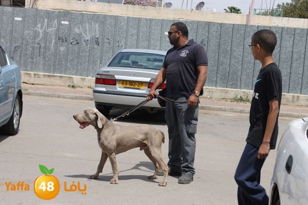 ludpolicedogs411 (1).jpg